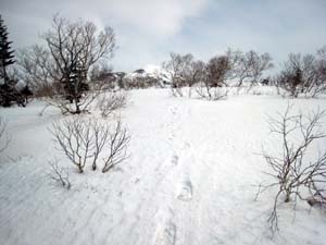 森林限界付近より遠音別岳を振り返る