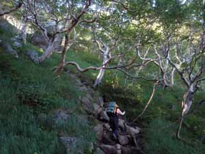 ダケカンバの森を山頂へ登る