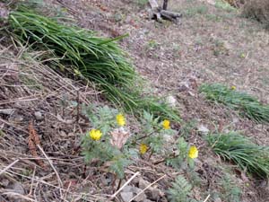 下山途中の福寿草